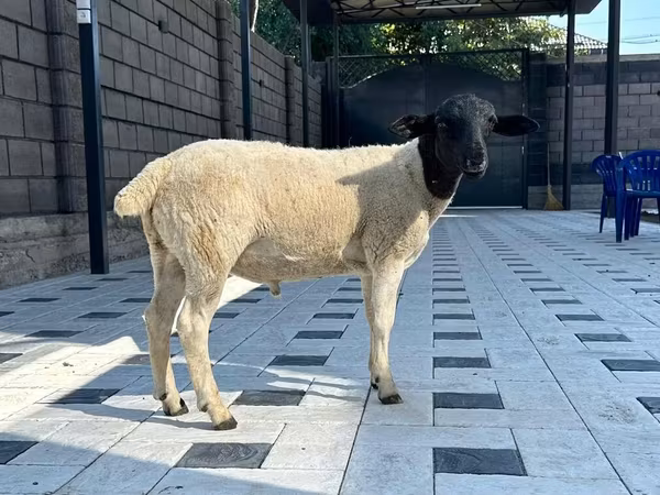 Қошқар, Hissar sheep