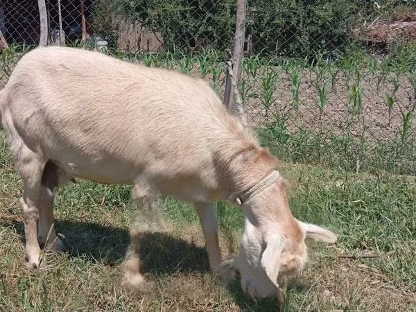 عنزة, Saanen goat — أوزبكستان