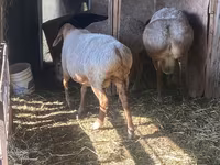 Қошқар, Arashan sheep — 4-сурет