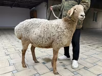 Қой, Arashan sheep — 5-сурет