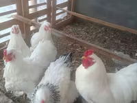 Chickens — Foto 4