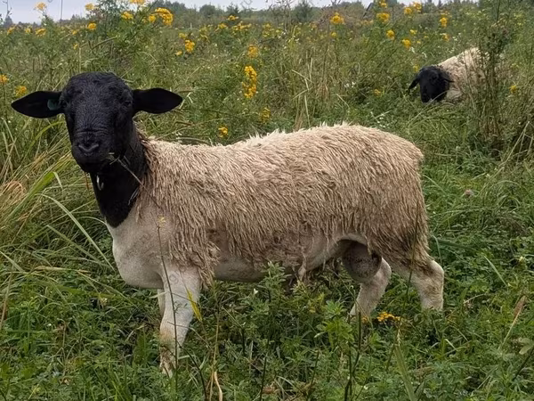 Widder, Dorper sheep