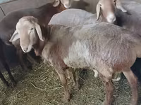 Carnero, Arashan sheep — foto 4