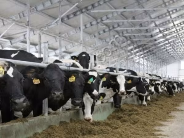 公牛, Holstein breed — 俄罗斯