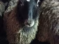 Schaf, Romanov sheep — Foto 1