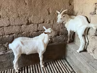Ziegenbock, Saanen goat — Foto 3