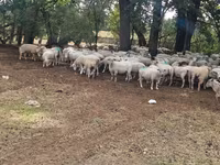 Schaf, Baerchuke sheep — Foto 4