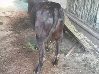 Vaca, Ganado vacuno — foto 3