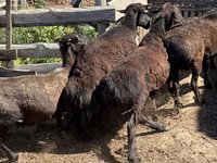 公羊, Hissar sheep — 照片 4