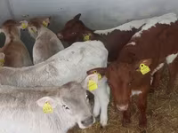 Бұқа, Simmental cattle — 4-сурет