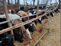 Kuh, Holstein-Rasse — Foto 3