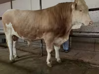 Bulle, Simmental cattle — Foto 1