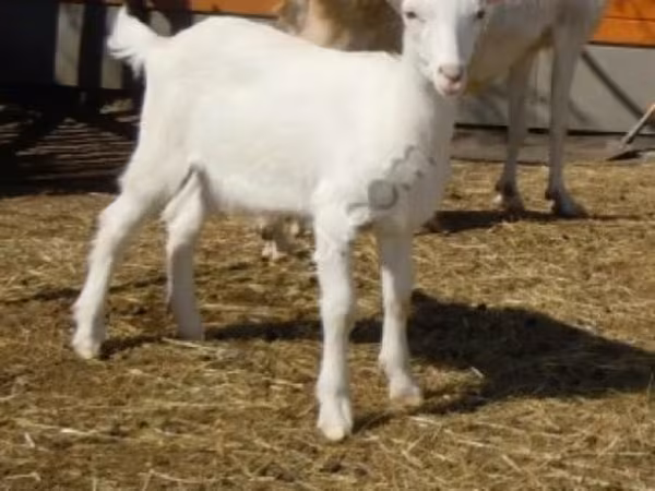 बकरा, Saanen goat
