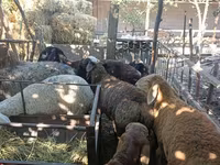 Sheep, Rhon sheep — photo 3