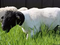 Қошқар, Baerchuke sheep — 6-сурет