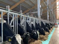 Kuh, Holstein-Rasse — Foto 4