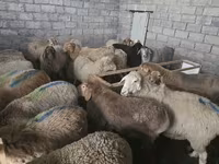 Қой, Tian-Shan semifinewool sheep — 5-сурет