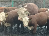सांड, Yaroslavl cattle — फ़ोटो 6