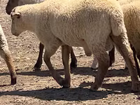 Ram, Hampshire sheep — photo 2