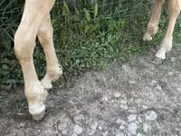 Hengst, Palomino — Foto 6
