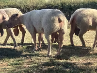 Қошқар, Charollais sheep — 1-сурет