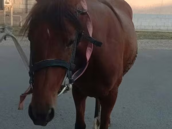 Бие, Anglo-Arabian