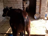 Bull, Cattle — photo 2