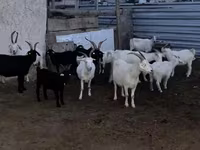 母山羊, Goats — 照片 1