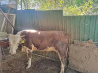 公牛, Simmental cattle — 照片 2
