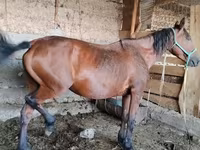 Mare, Horses — photo 4