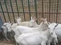 Ешкі, Alpine goat — 8-сурет