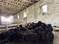 मेढ़ा, Dorset horn sheep — फ़ोटो 6