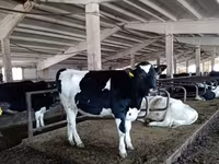 Cow, Holstein breed — photo 7