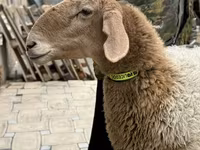 Қой, Awassi sheep — 7-сурет