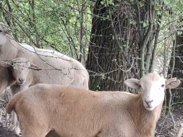 Widder, Katum sheep
