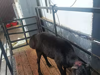 Carnero, Hissar sheep — foto 1