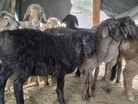 Қошқар, Hissar sheep — 4-сурет