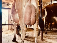 गाय, जर्सी नस्ल — फ़ोटो 2