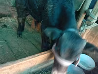 Бык, Коровы — фото 6