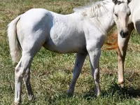 Stute, Quarter Horse — Foto 5