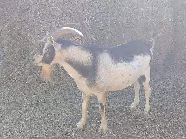 बकरी, Alpine goat