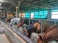 Yegua, Caballos — foto 8