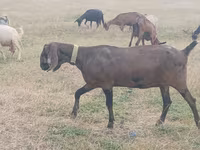 बकरी, Nubian Goat — फ़ोटो 1
