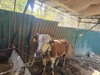 公牛, Simmental cattle — 照片 4
