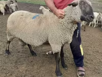 Ram, Hampshire sheep — photo 3
