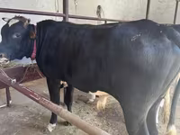 सांड, गोलस्टीन नस्ल — फ़ोटो 1