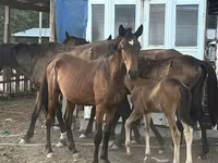 Yegua, Caballos — foto 1
