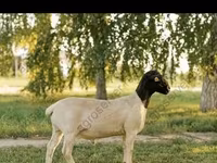公羊, Hissar sheep — 照片 8