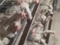 Chickens — 4-сурет