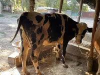 सांड, Simmental cattle — फ़ोटो 2
